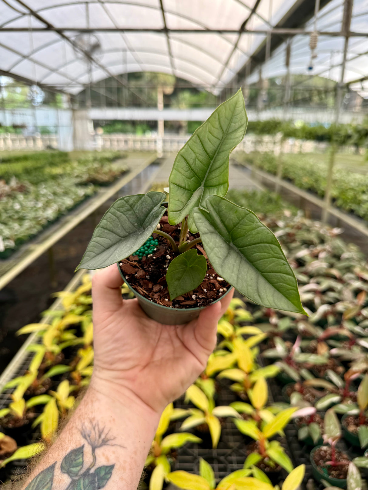 4" Alocasia ‘Platinum’