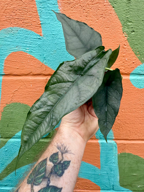 4” Alocasia ‘Dragons Breath’ - Canopy Plant Co.