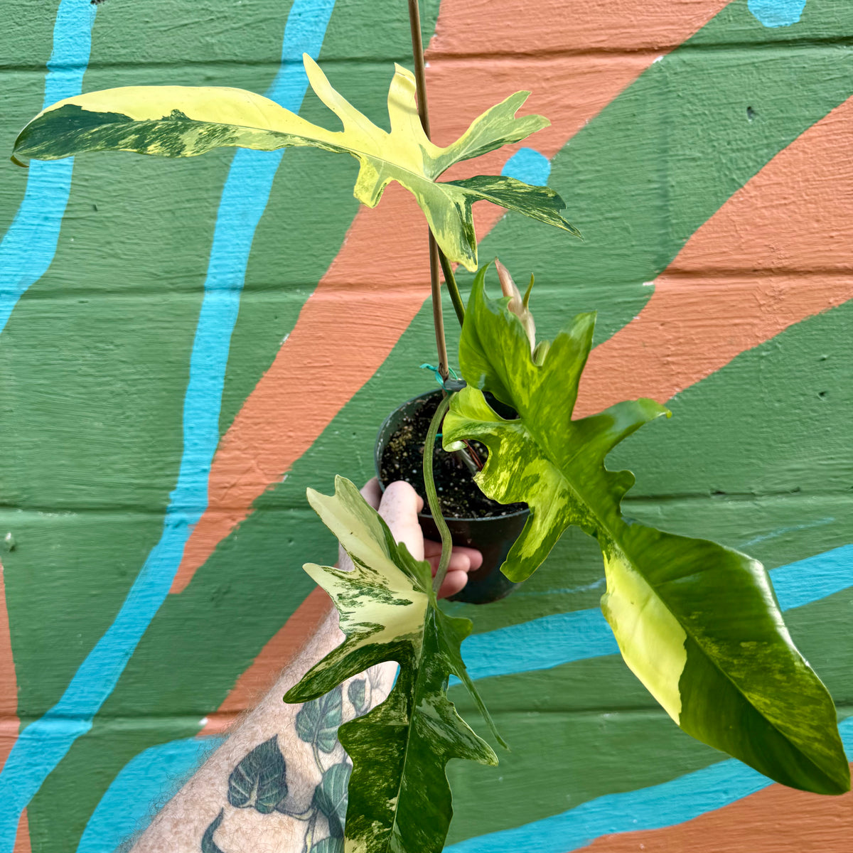 6” Philodendron ‘Kitna' ('Florida Beauty' x mayoi)