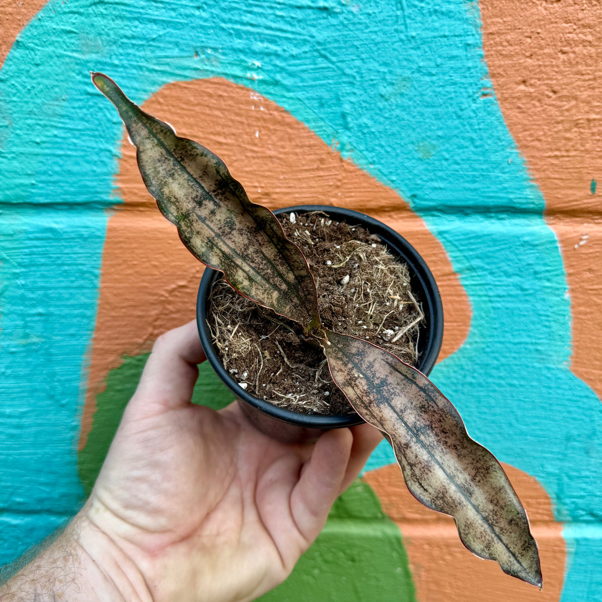 coppertone snake plant 4" Sansevieria kirkii 'Coppertone' – Canopy Plant Co