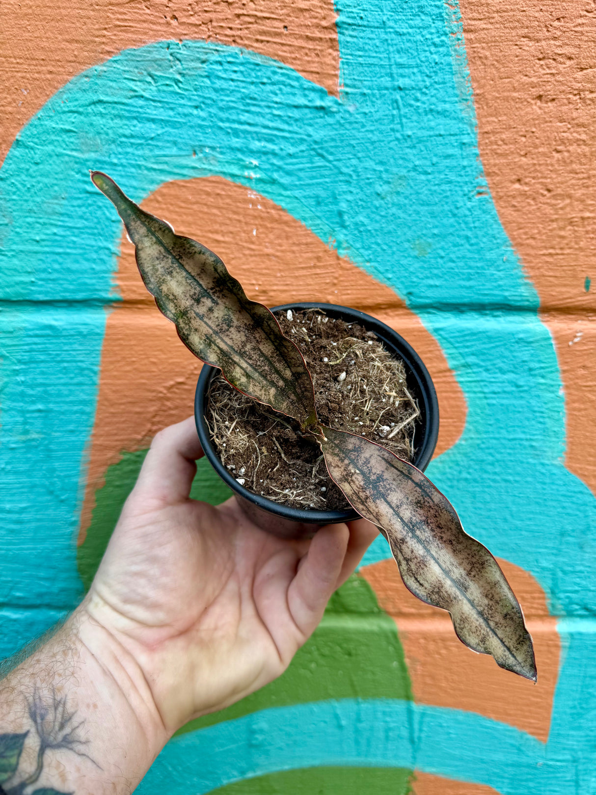 4" Sansevieria kirkii 'Coppertone' - Canopy Plant Co.