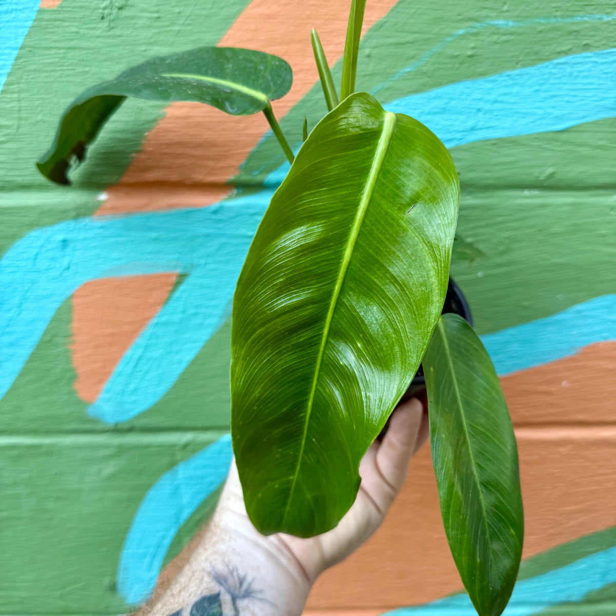 4" Philodendron patriciae  Canopy Plant Co.
