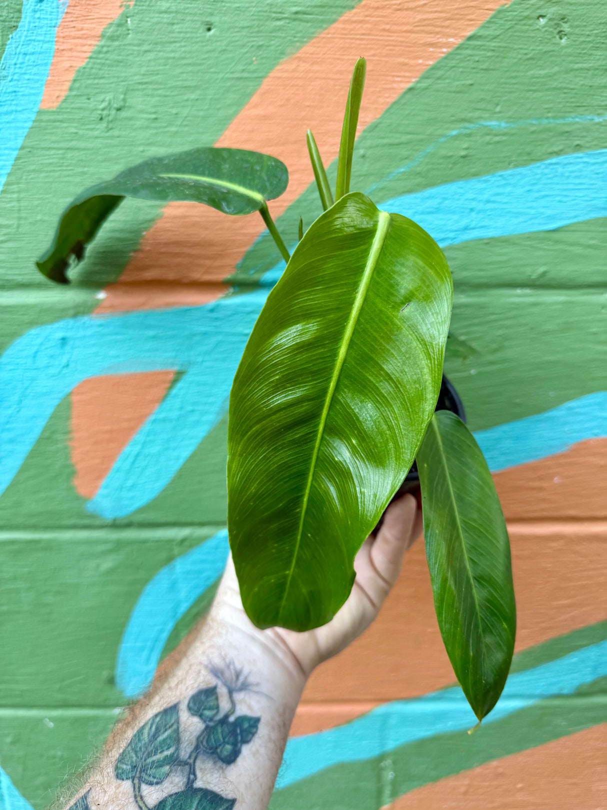 4" Philodendron patriciae - Canopy Plant Co.