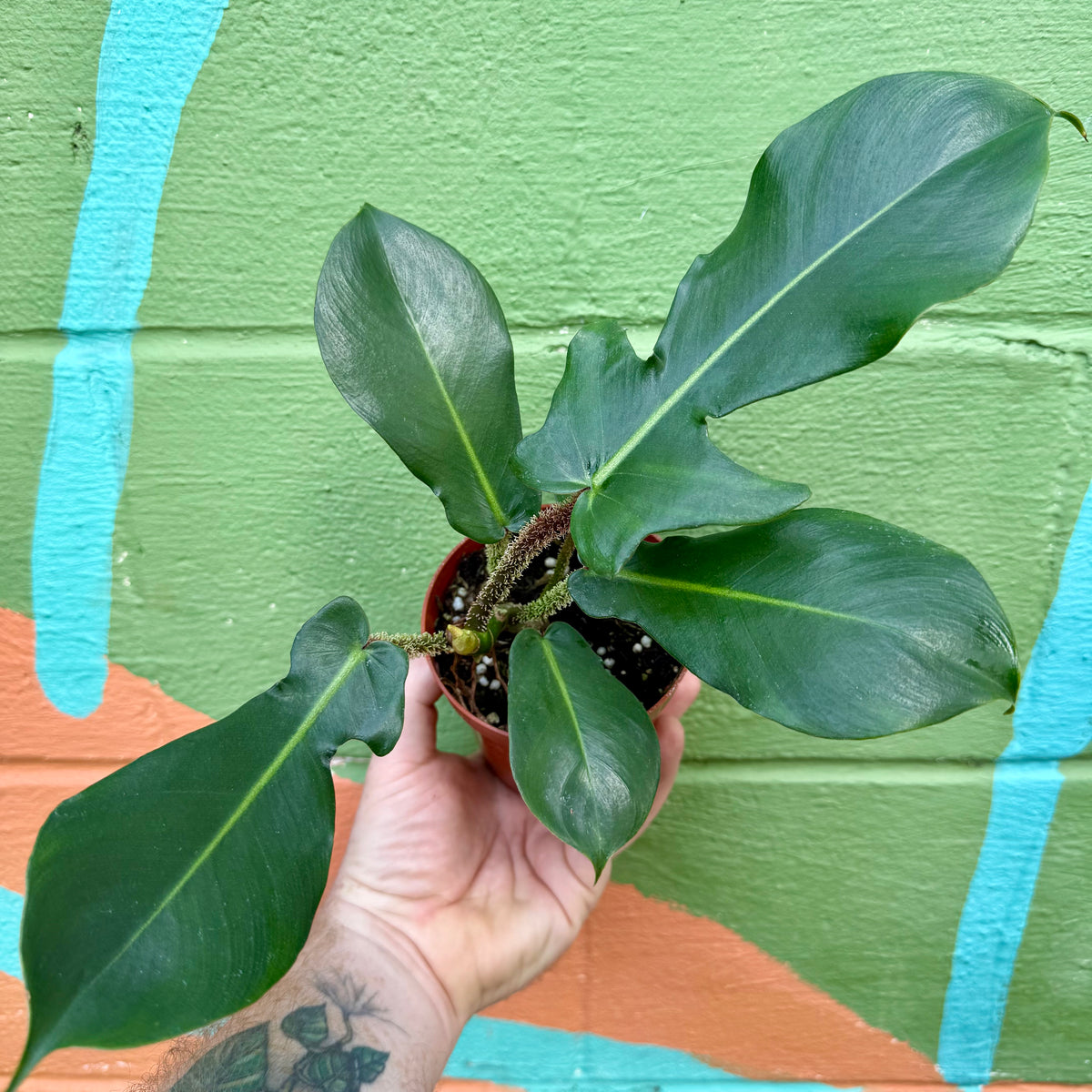 Philodendron squamiferum (Gebraucht) in Winterthur für CHF 16 – mit