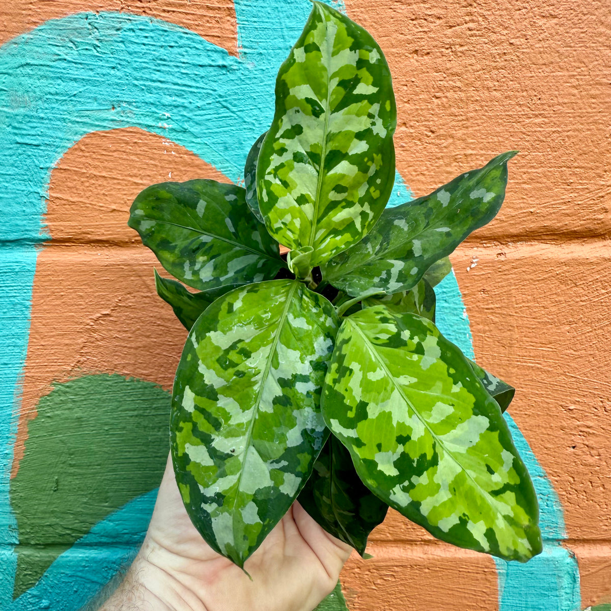 pictum tricolor aglaonema care 4” Aglaonema pictum ‘Tricolor’
