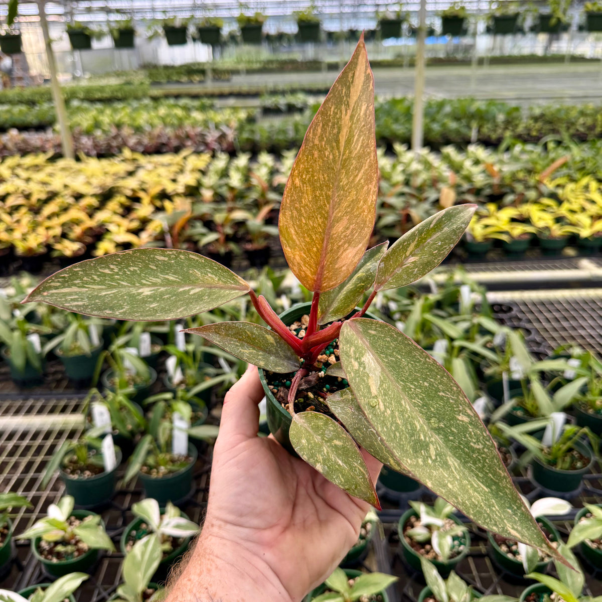 4” Philodendron 'Orange Princess cv. Sun Spot' – Canopy Plant Co.