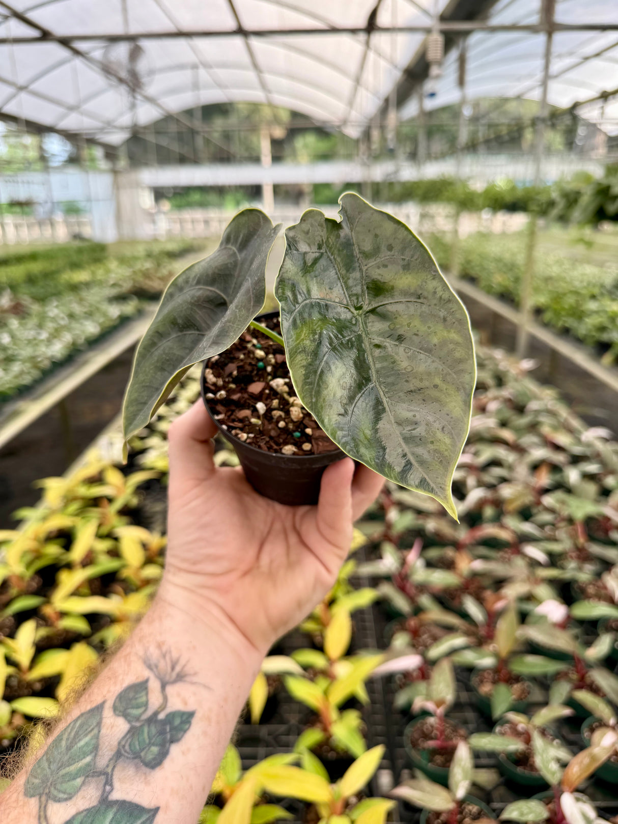 4" Alocasia azlanii