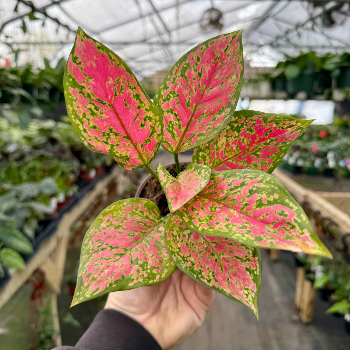 aglaonema legacy plant 4” Aglaonema 'Red Legacy'