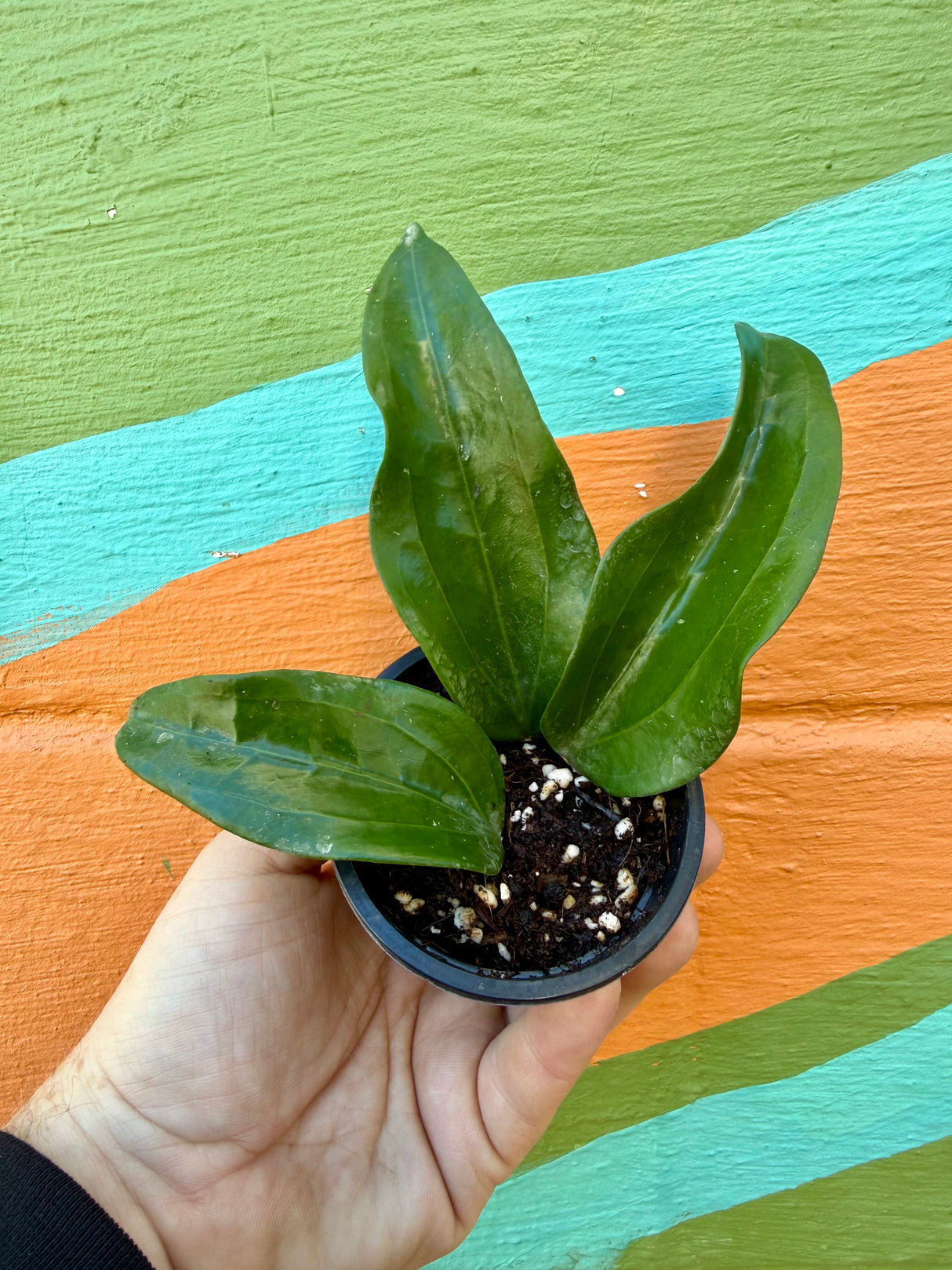 3” Hoya rigida - Canopy Plant Co.
