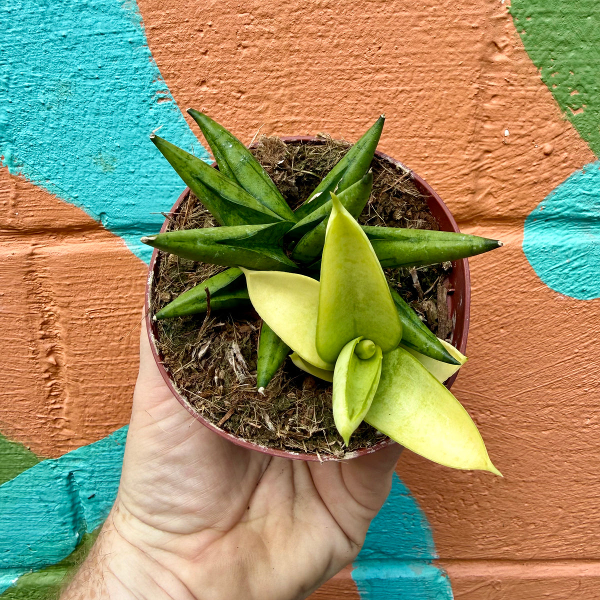 tip of snake plant yellow 4" Sansevieria 'Yellow Tip' – Canopy Plant Co