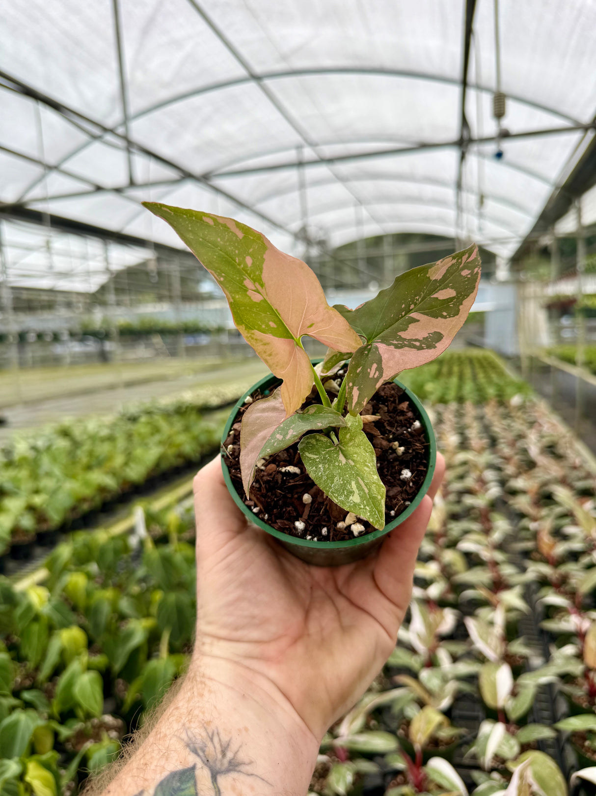 4" Syngonium ‘Pink Splash’