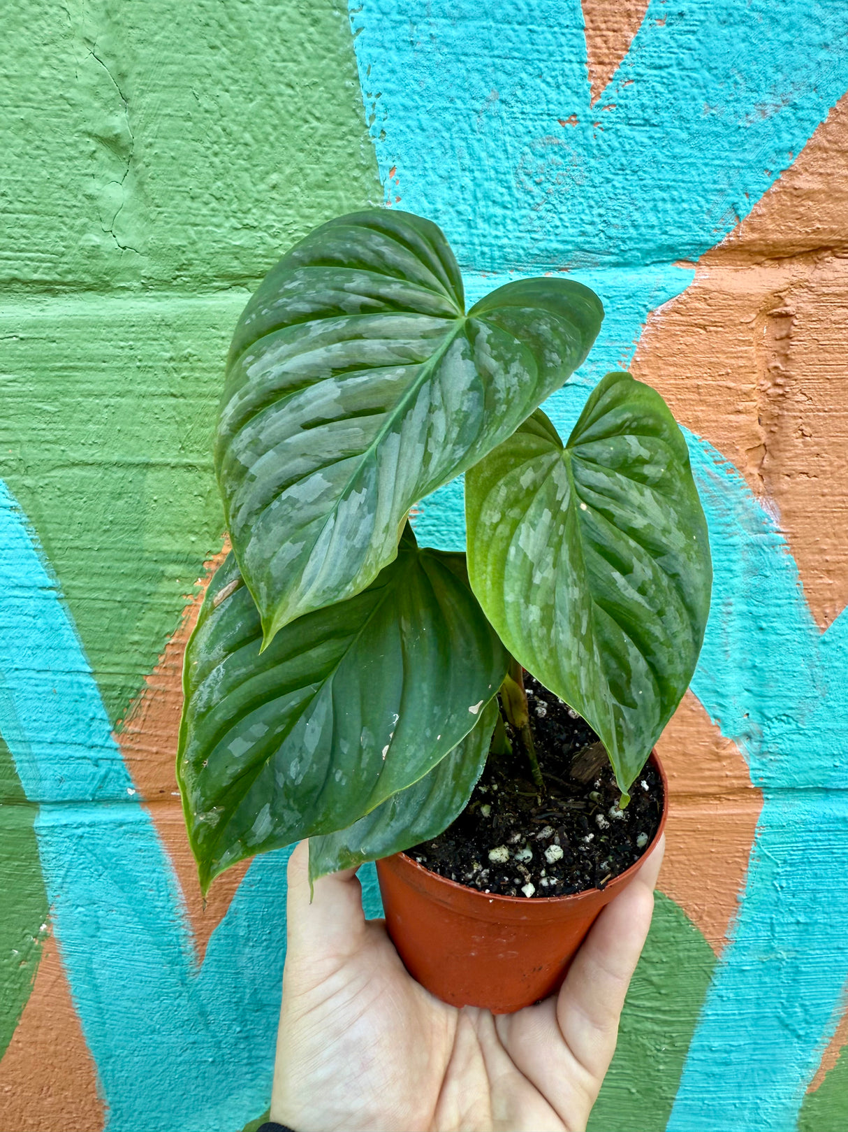 4” Philodendron ‘Majestic’