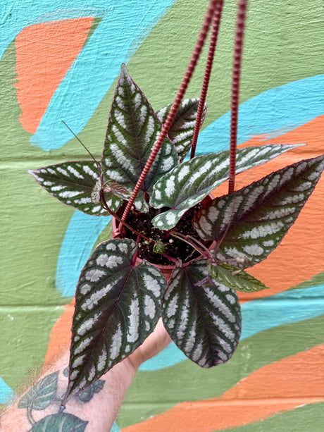 4" Cissus discolor hanging basket - Canopy Plant Co.