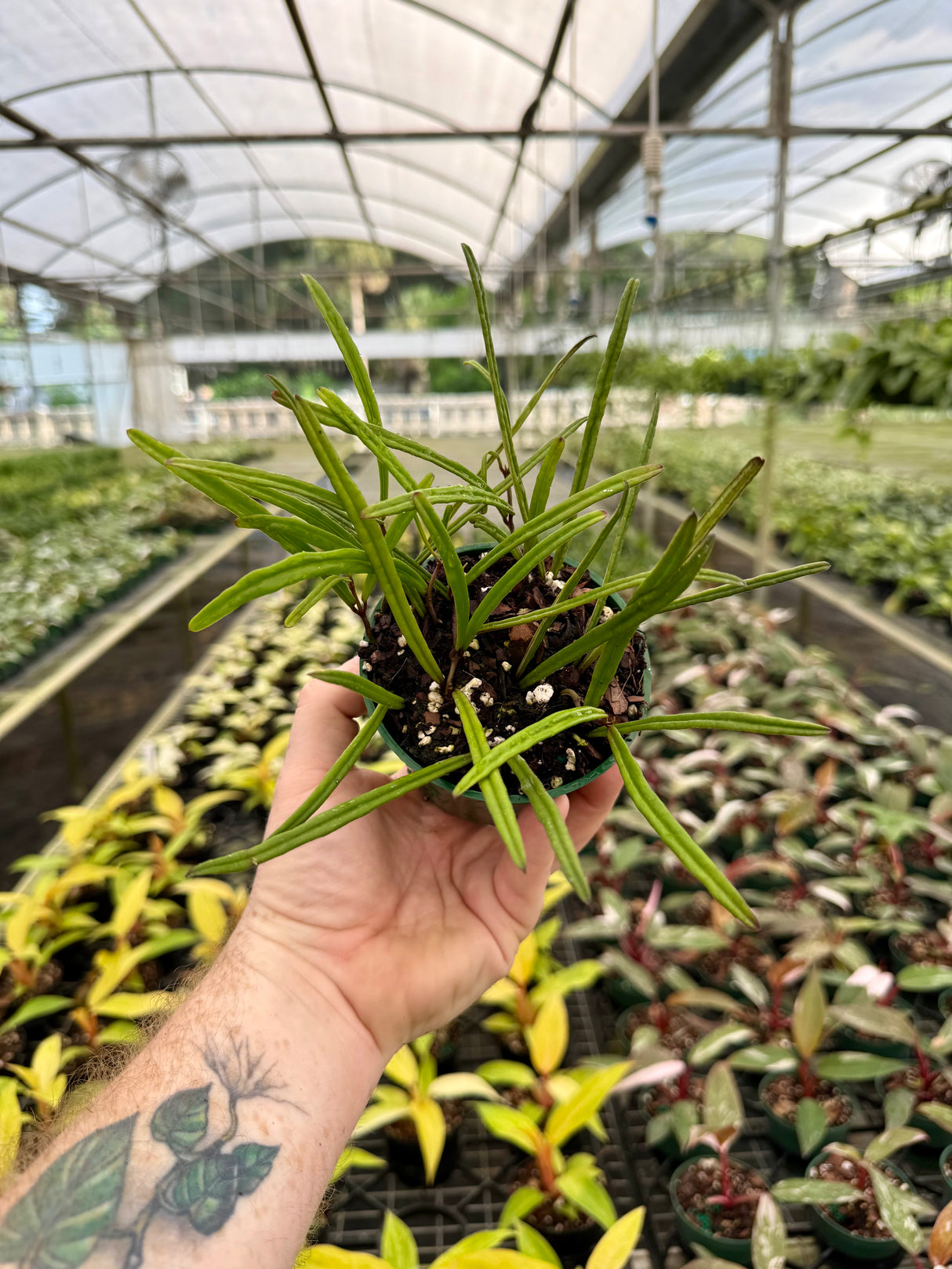 4” Hoya insularis