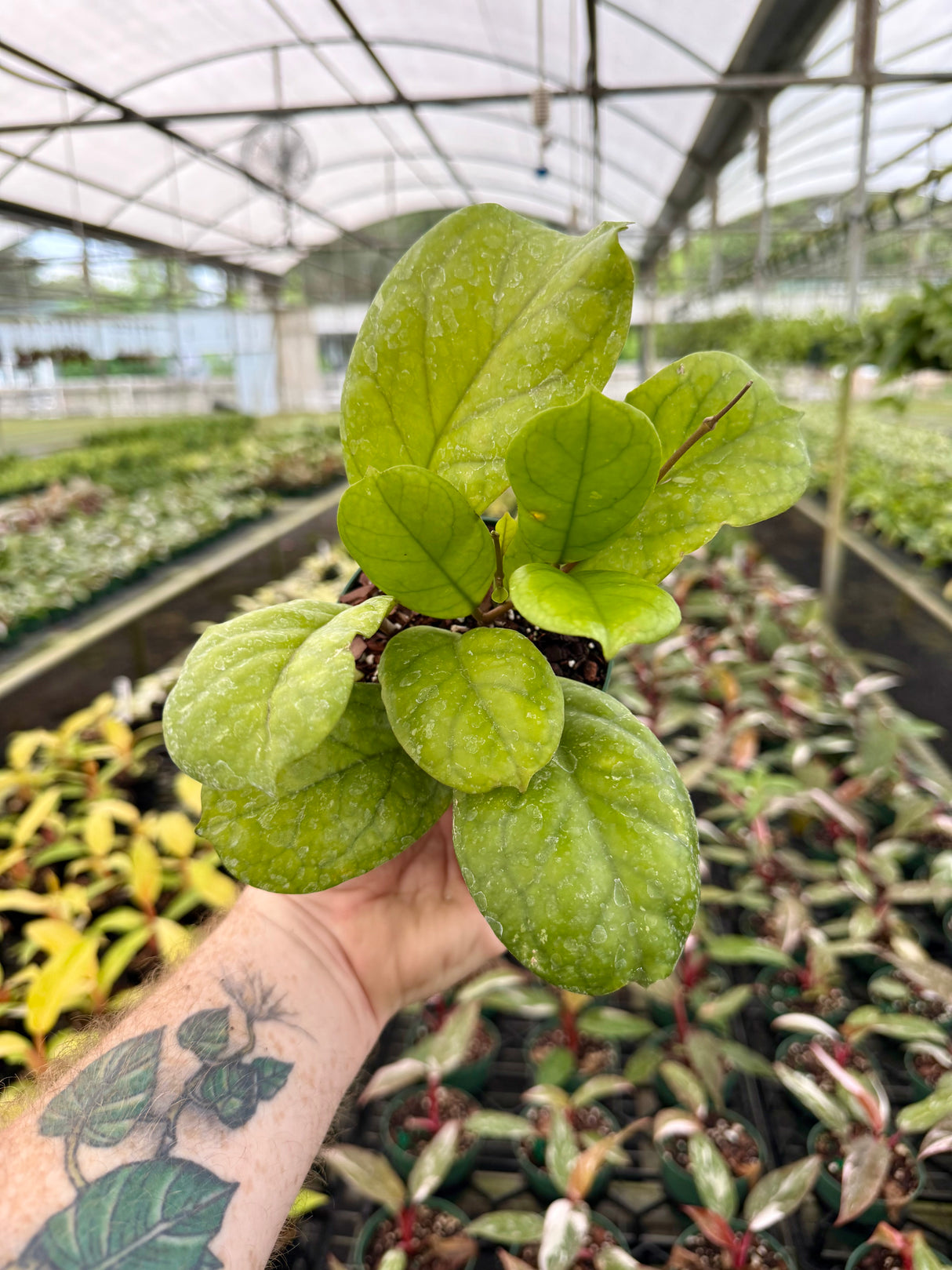 4" Hoya 'Viola'