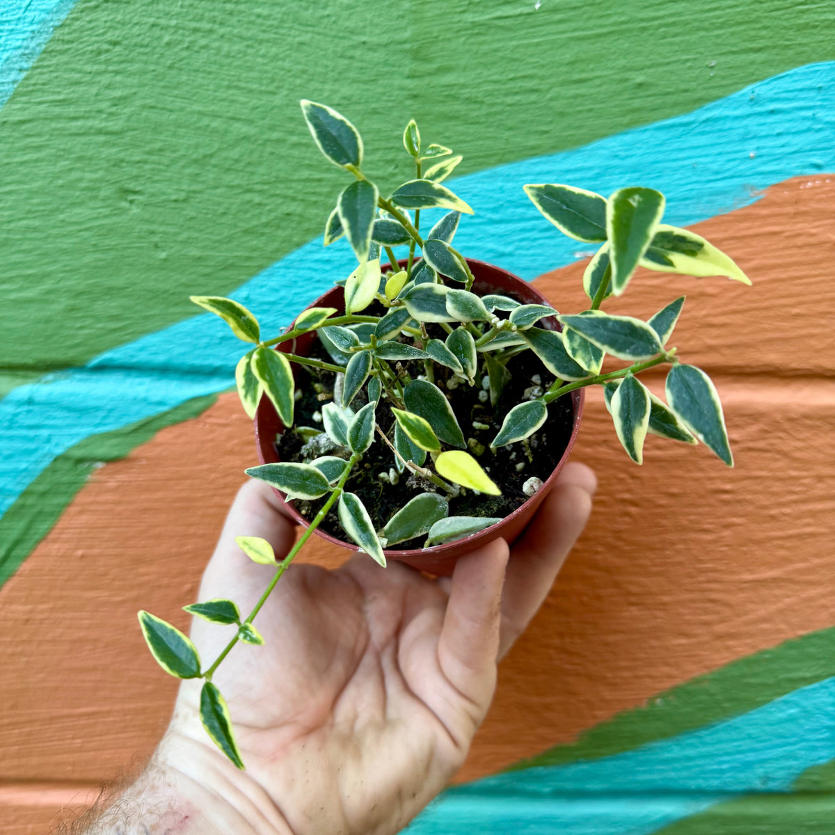 4” Hoya ‘Bella’ (outer variegated)