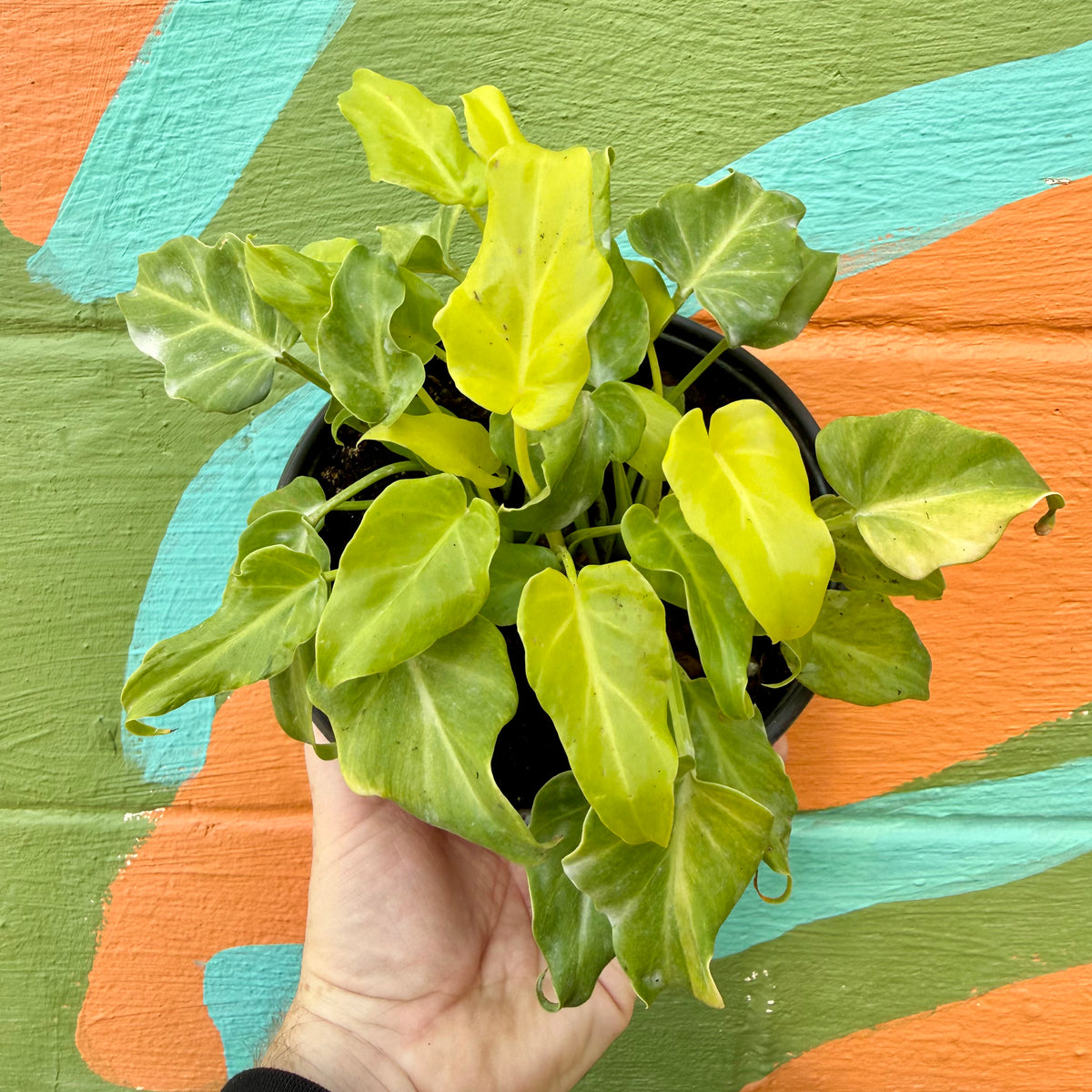 plant philodendron xanadu 6” Philodendron 'Xanadu' (Golden) – Canopy Plant Co