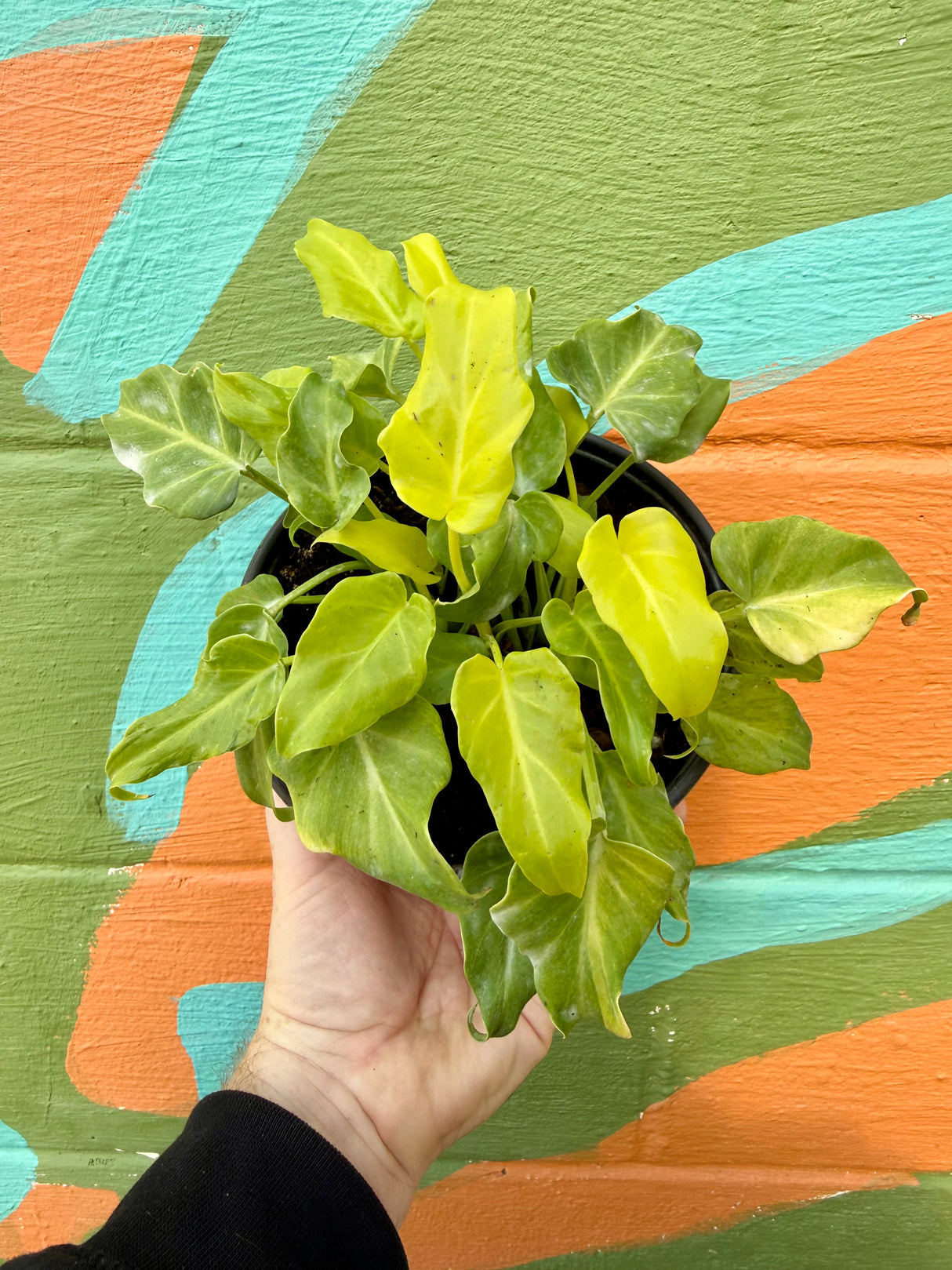 6” Philodendron 'Xanadu' (Golden) - Canopy Plant Co.