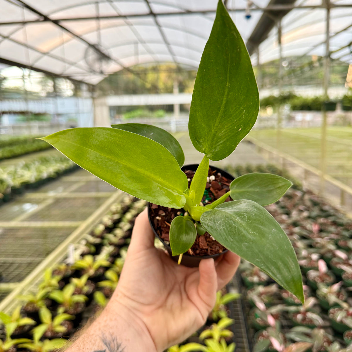 philodendron princess white White Princess Philodendron main image 0
