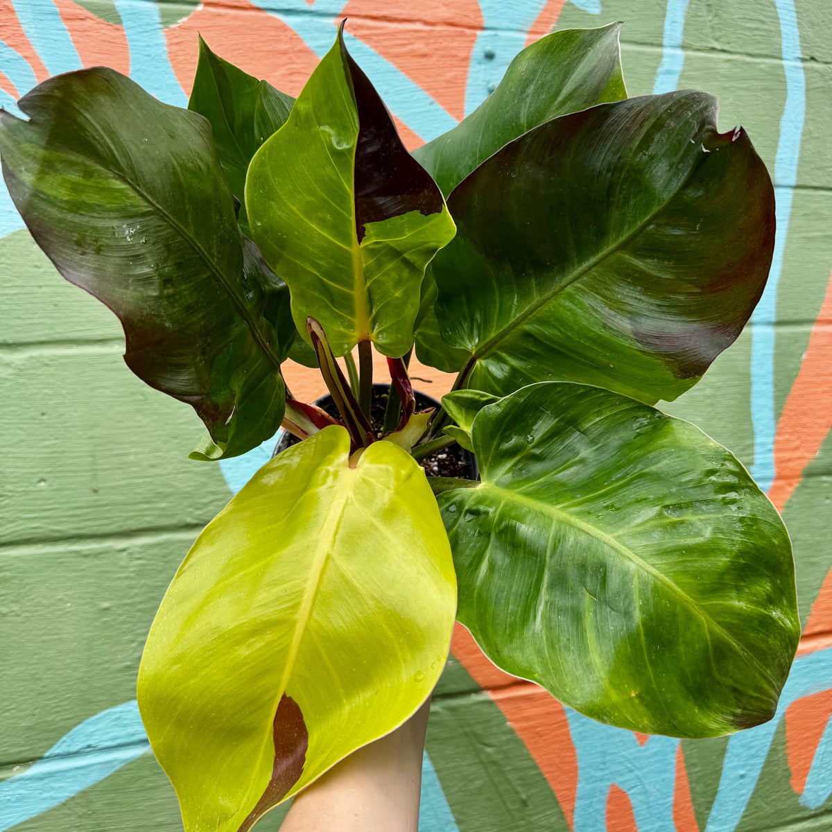 philodendron yellow flame vs red moon 6