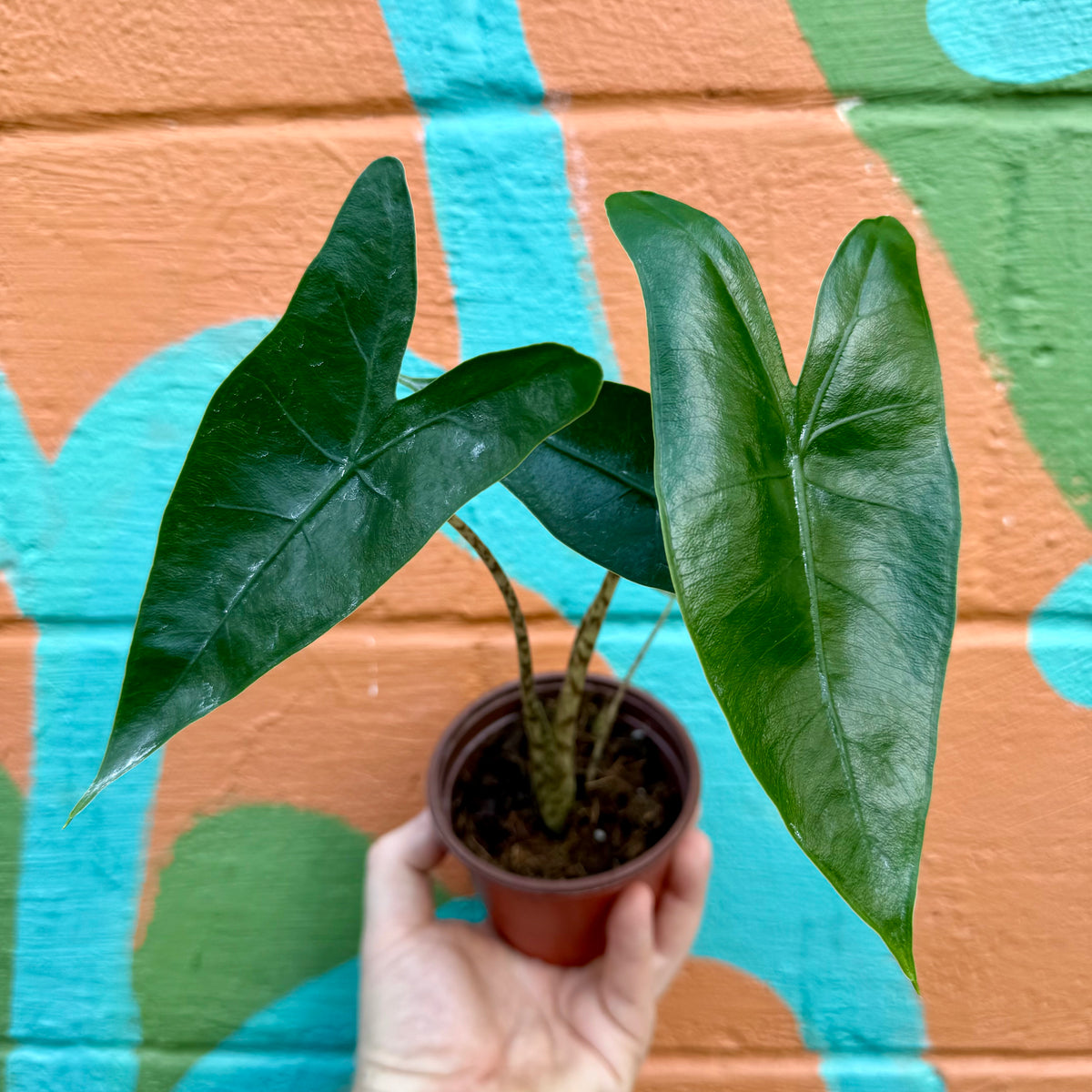4” Alocasia 'Zebrina' – Canopy Plant Co