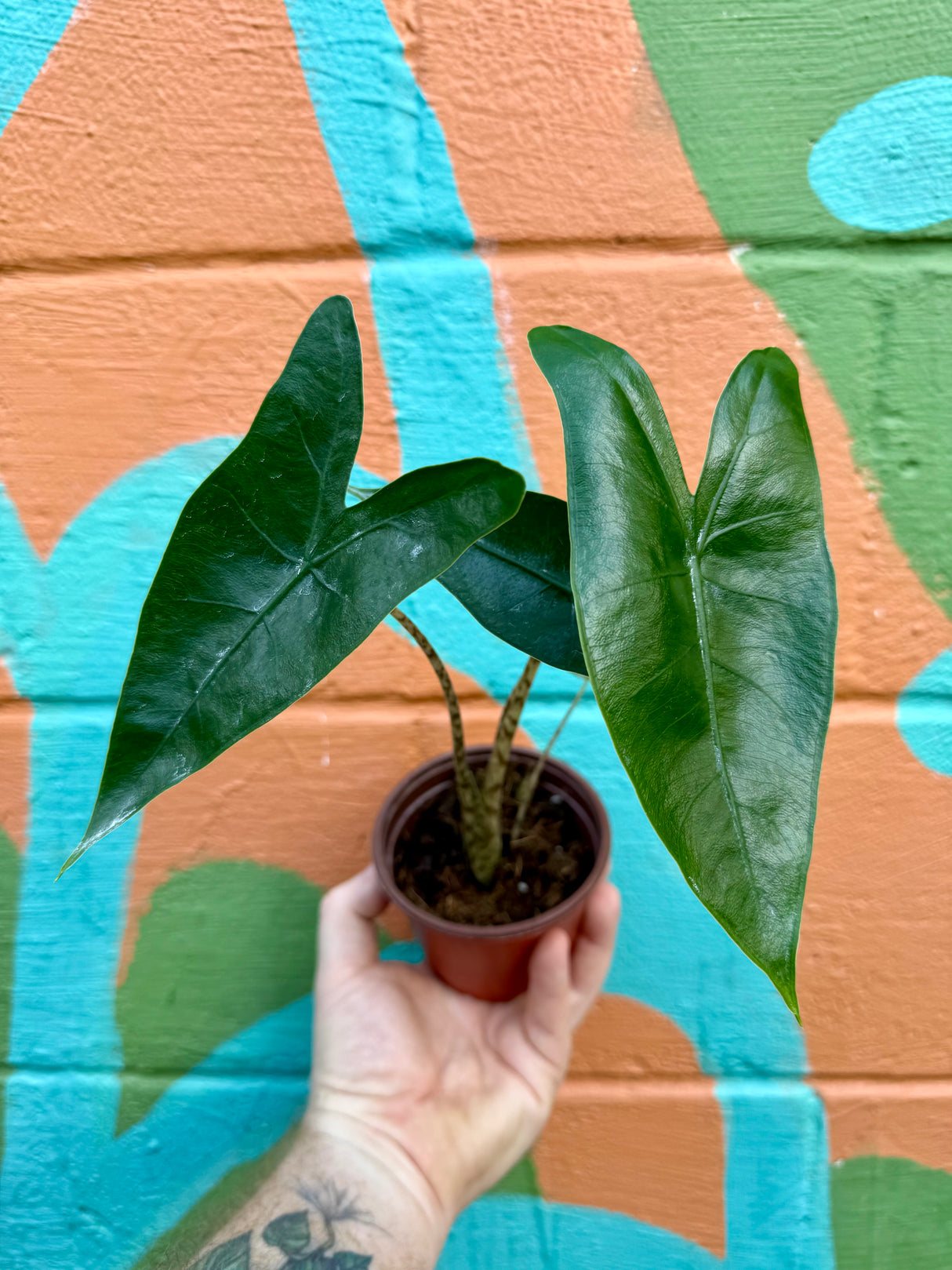 4” Alocasia 'Zebrina' - Canopy Plant Co.