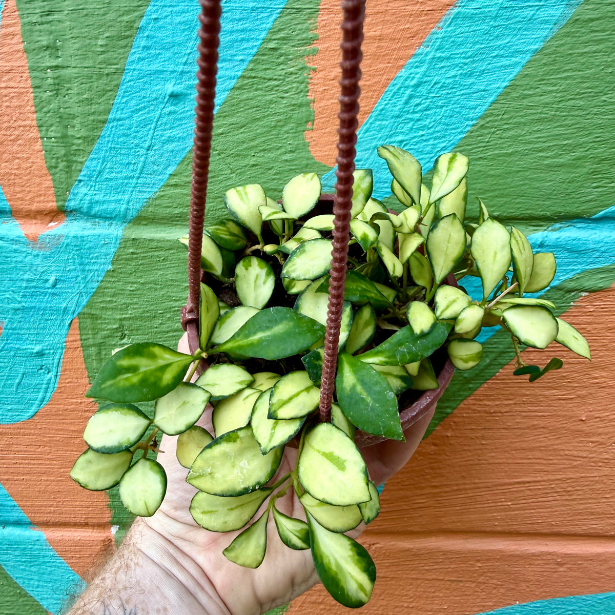 4” Hoya heuschkeliana inner variegated hanging basket