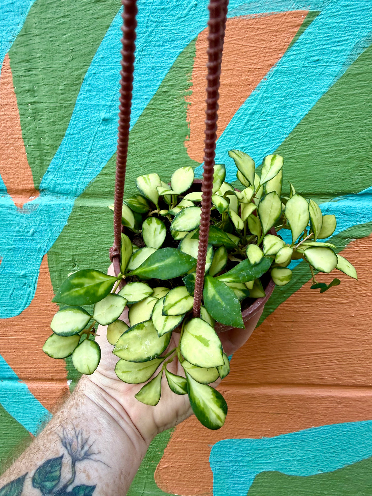 4” Hoya heuschkeliana inner variegated - Canopy Plant Co.