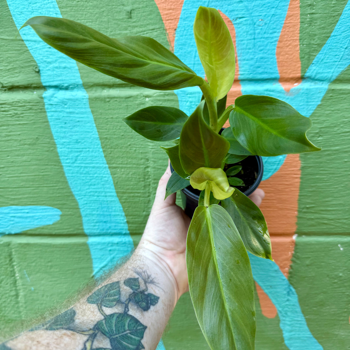 4 Philodendron subhastatum  Canopy Plant Co.