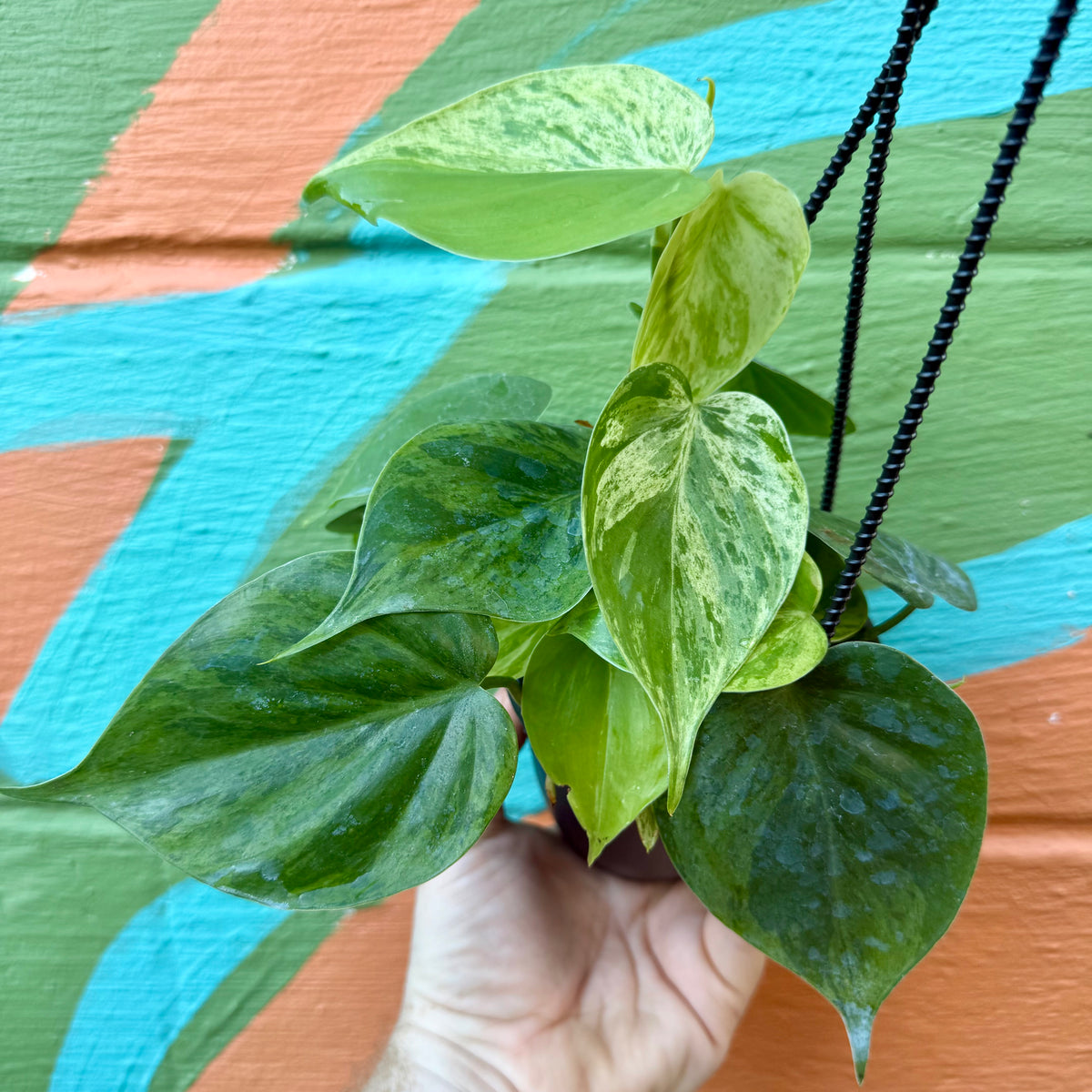 4” Philodendron hederaceum variegated 'Heart Leaf' hanging basket – Canopy  Plant Co