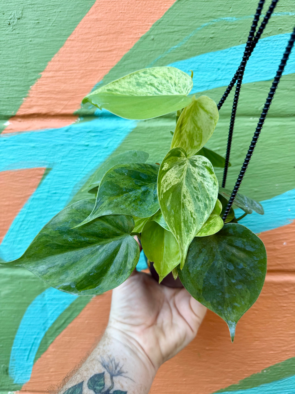 4” Philodendron hederaceum variegated 'Heart Leaf' hanging basket - Canopy Plant Co.