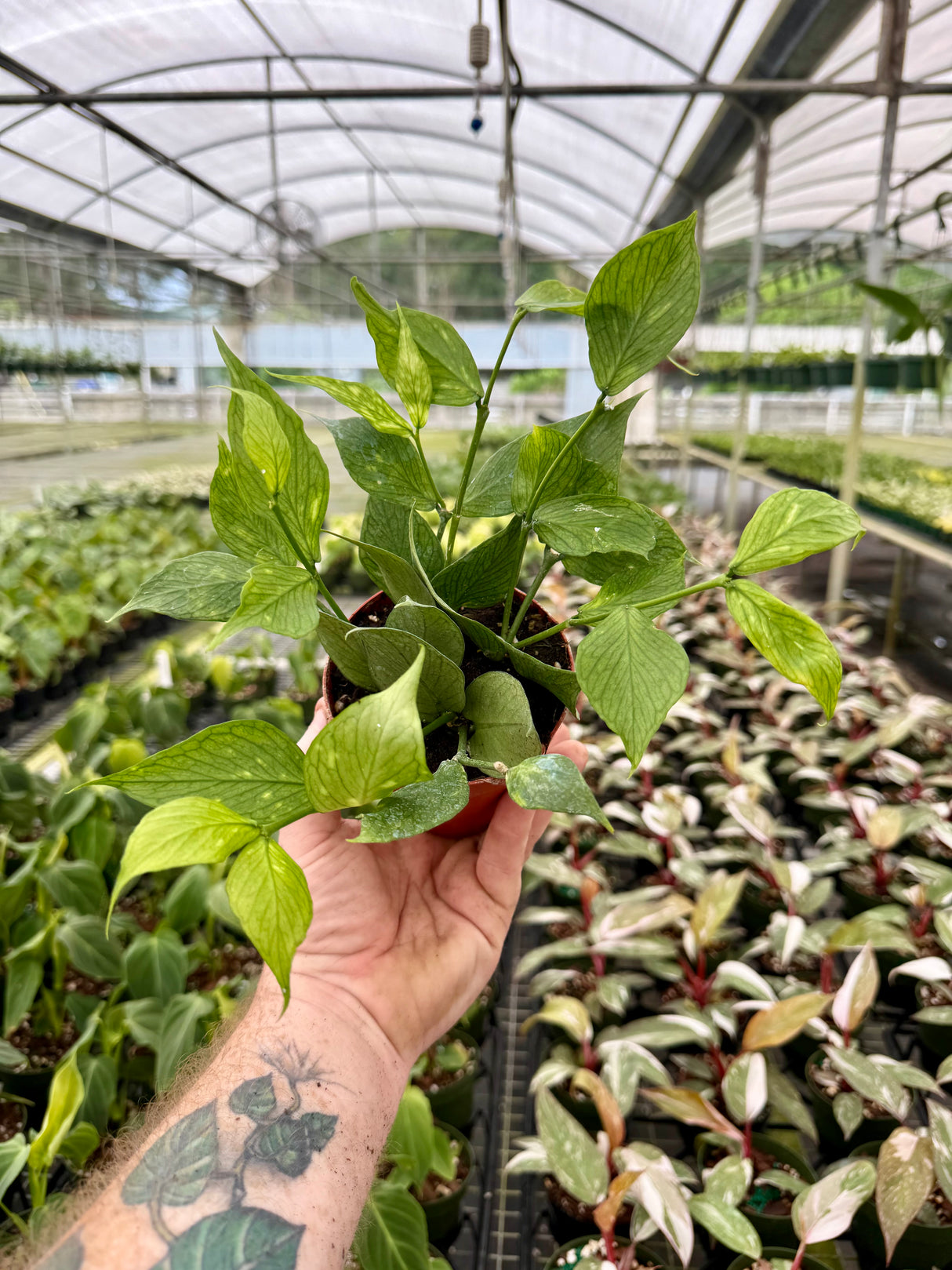 4" Hoya polyneura - Canopy Plant Co.