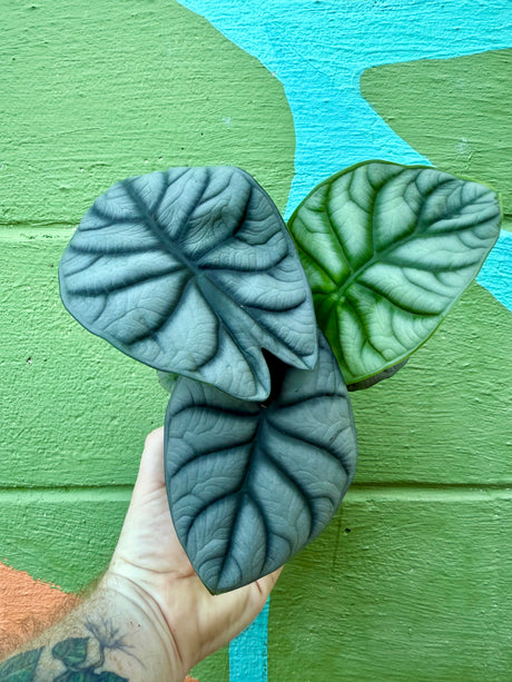 4" Alocasia 'Silver Dragon' - Canopy Plant Co.