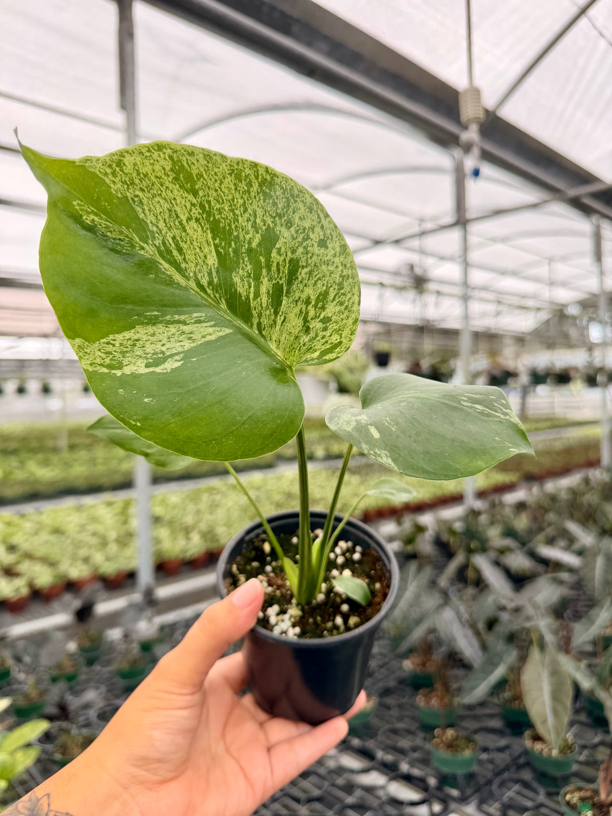 4" Monstera ‘Bulbasaur'