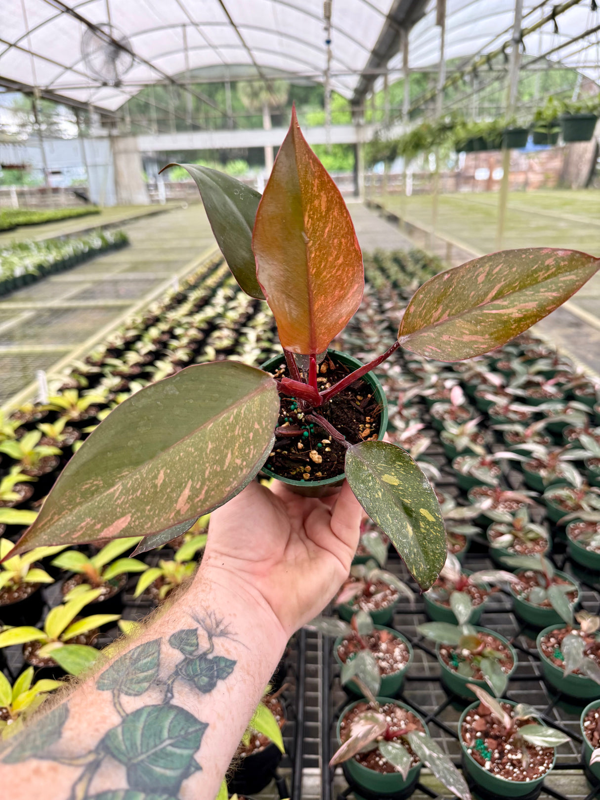 4” Philodendron 'Orange Princess cv. Sun Spot' - Canopy Plant Co.