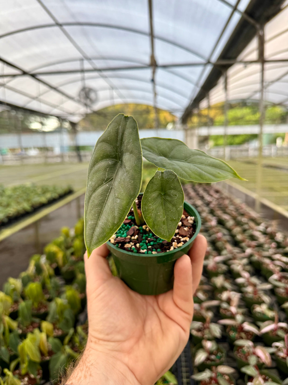 4” Alocasia puncakborneensis - Canopy Plant Co.