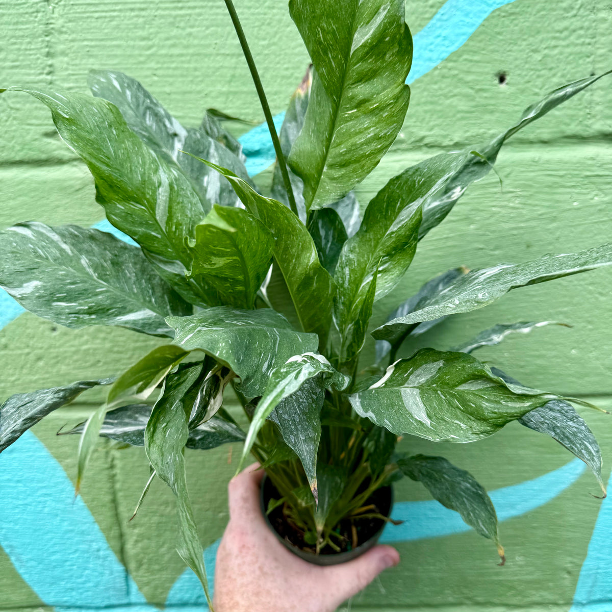 peace lily wholesale 4” Variegated Peace Lily 'Domino' – Canopy Plant Co