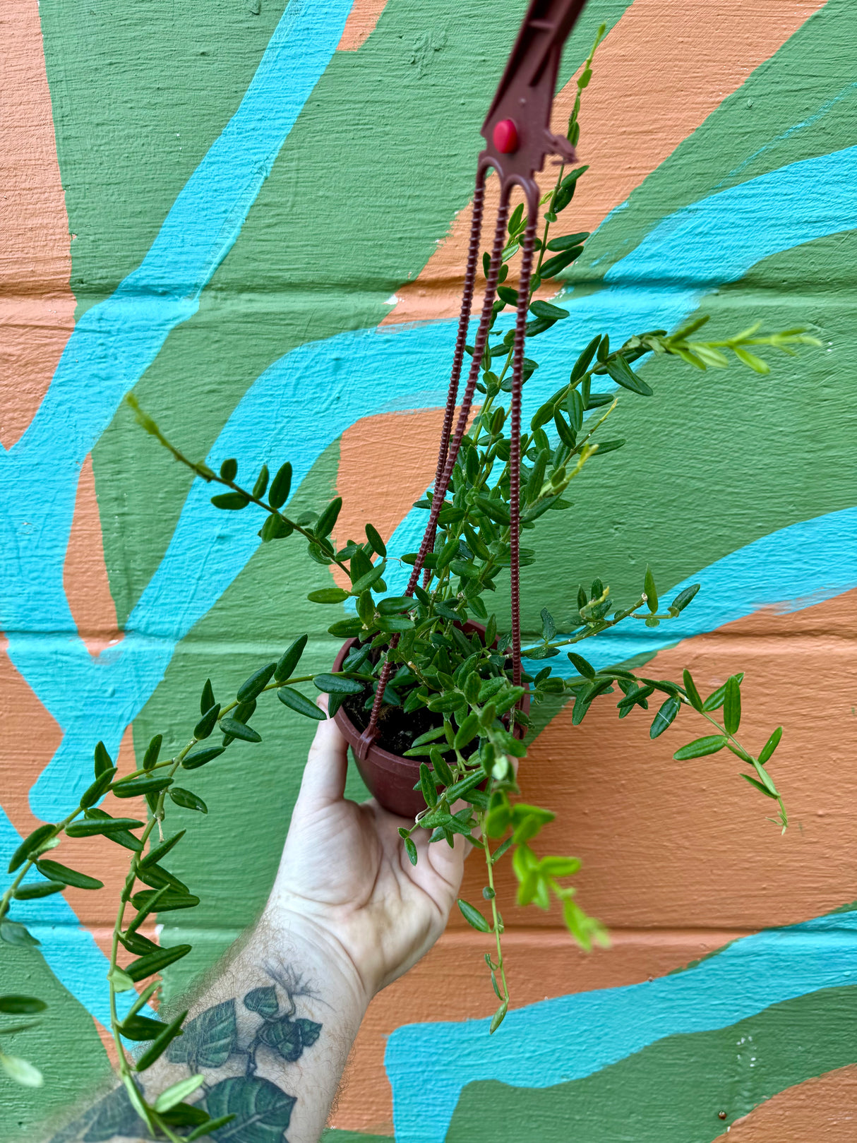 4" Hoya engleriana hanging basket - Canopy Plant Co.