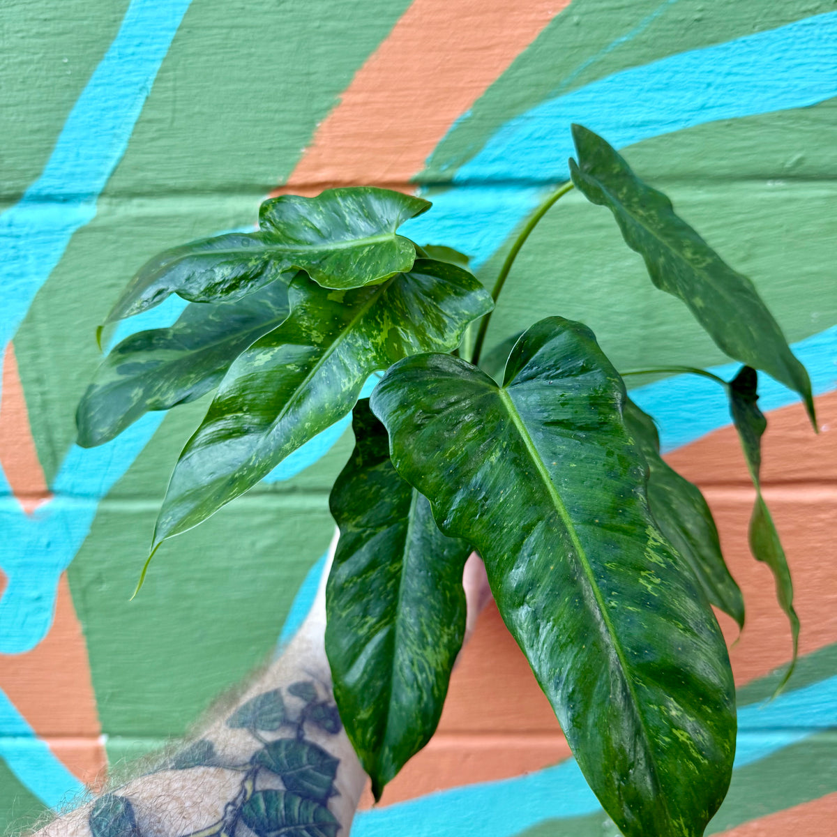 fiddle leaf philodendron en francais 4” Philodendron 'Lime Fiddle' – Canopy Plant Co