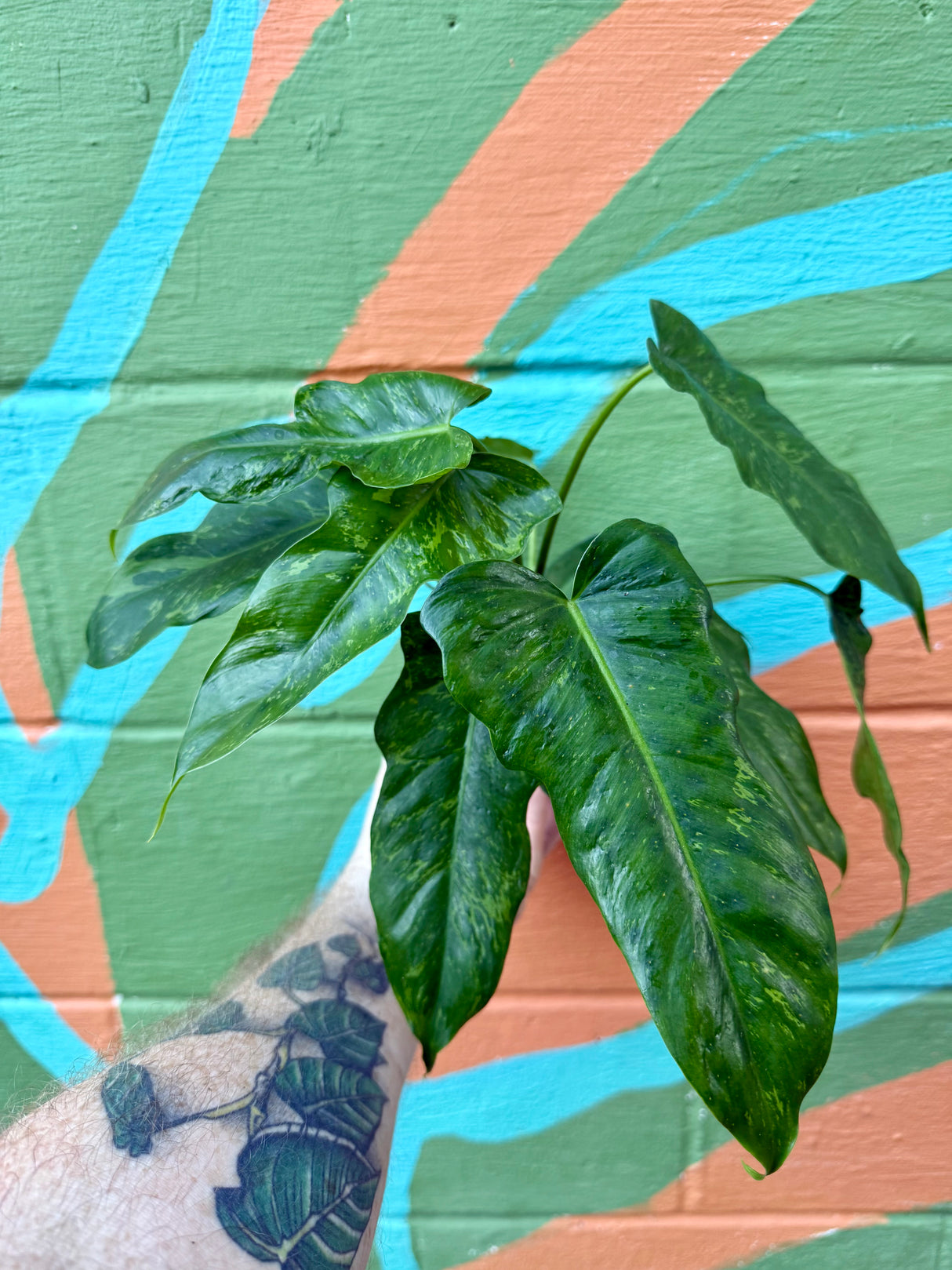 4” Philodendron ‘Lime Fiddle’ - Canopy Plant Co.