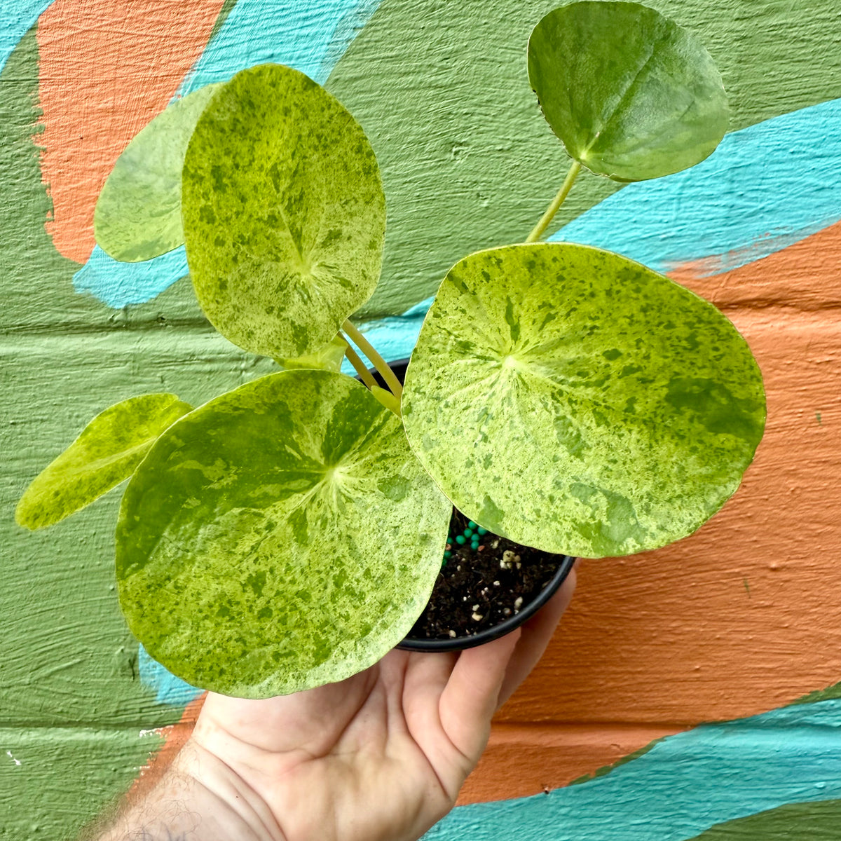 variegated chinese money plant 4" Pilea peperomioides variegated 'Mojito' – Canopy Plant Co