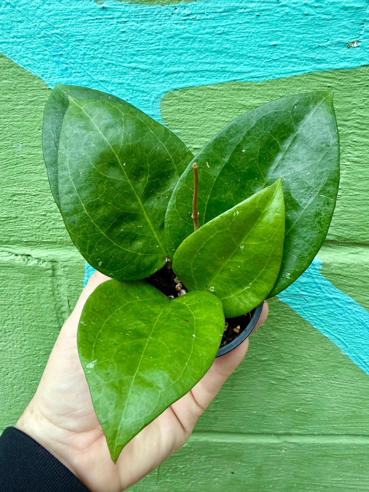 3” Hoya glabra - Canopy Plant Co.