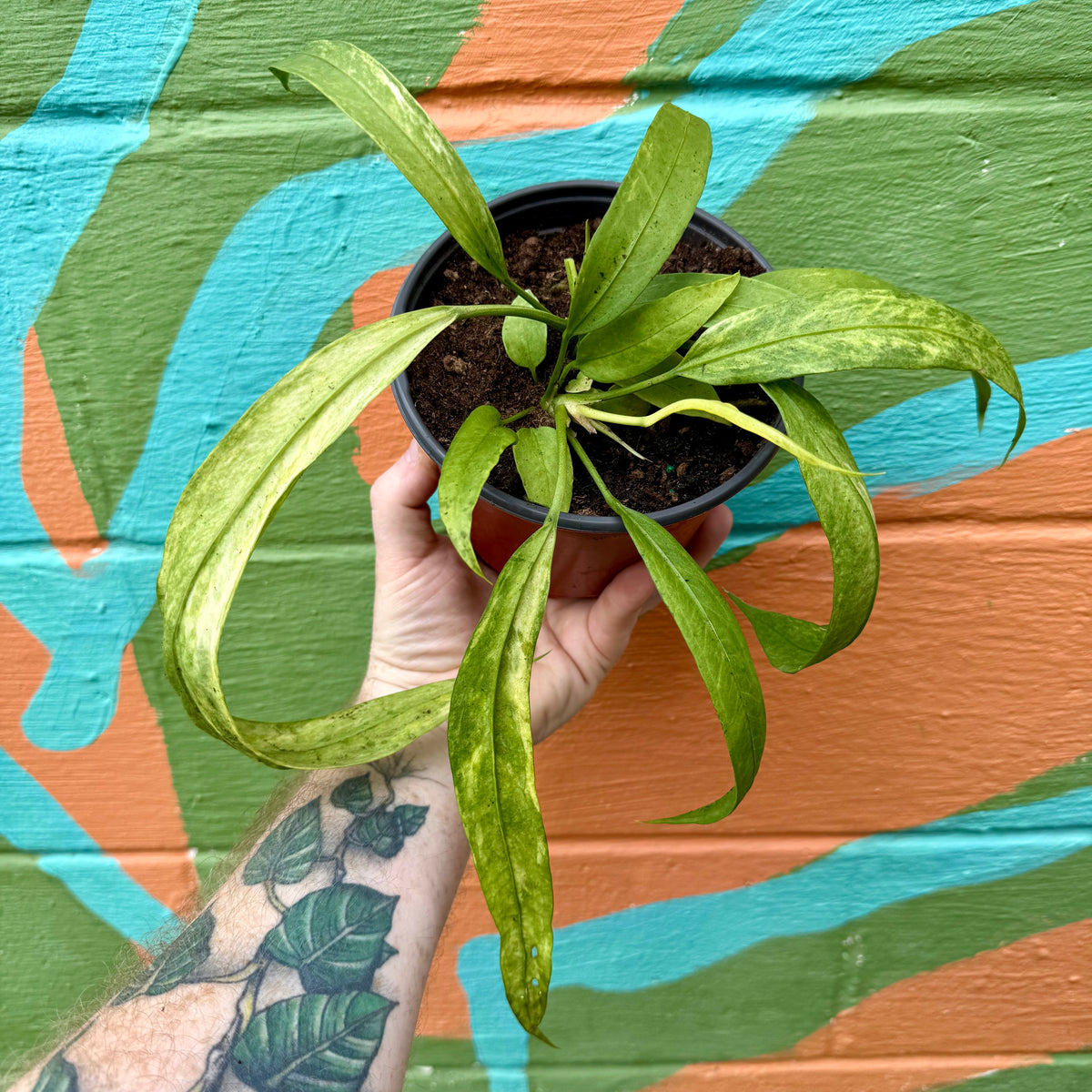 anthurium vittarifolium flower 6