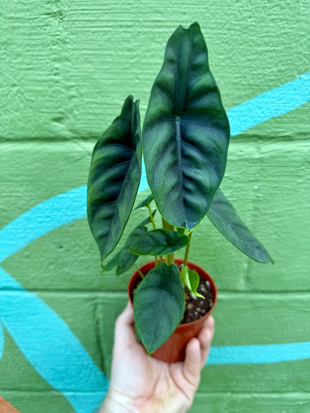 4” Alocasia venusta - Canopy Plant Co.