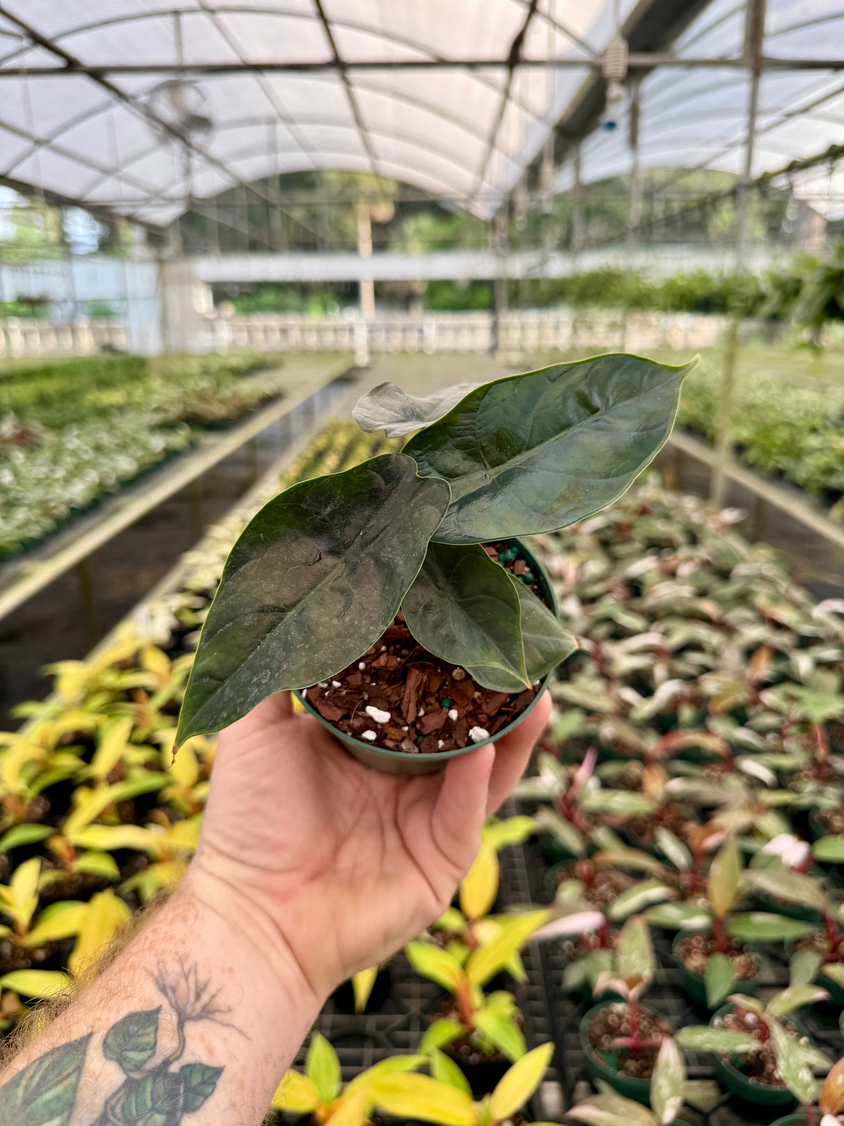 4” Alocasia ‘Green Unicorn’ (azlanii x ‘Dragon Scale’)