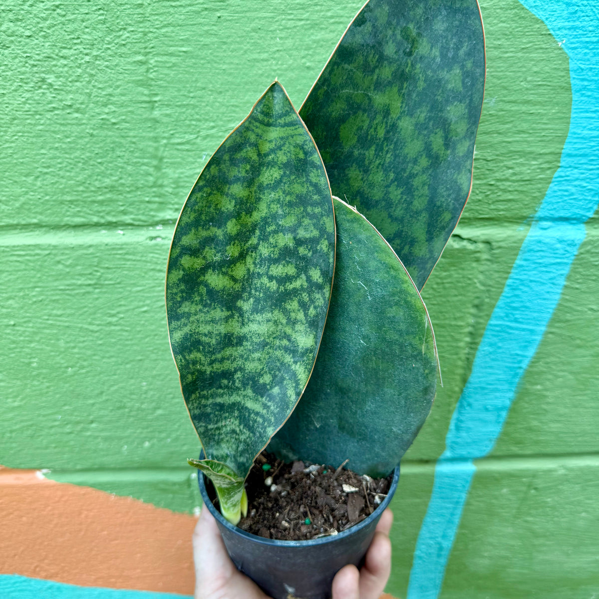whale tail snake plant 5" Sansevieria 'Whale Fin' – Canopy Plant Co