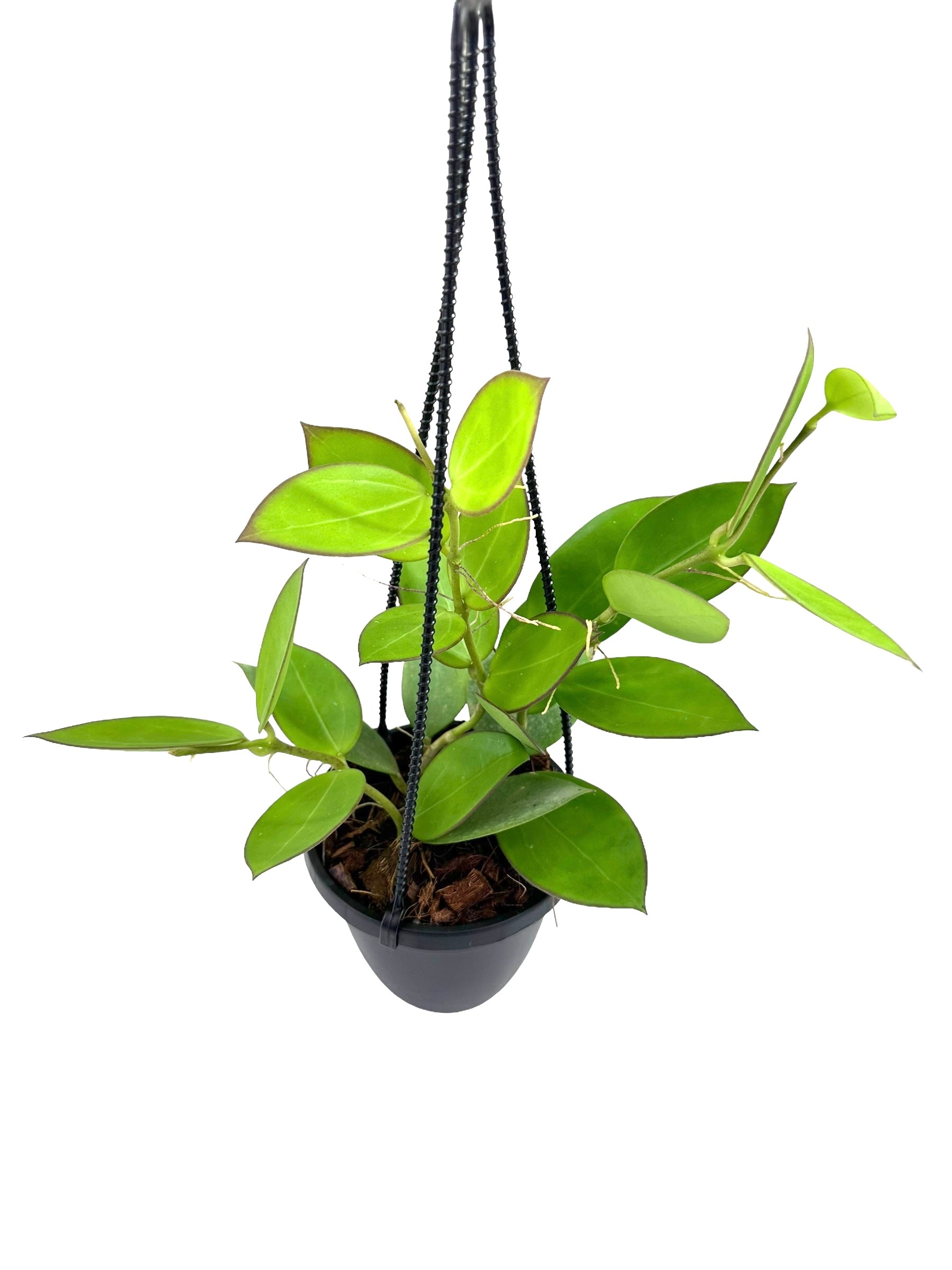 Hoya Parasitica x Pachyclada in a 4 inch pot well established / offers Gorgeous leaves