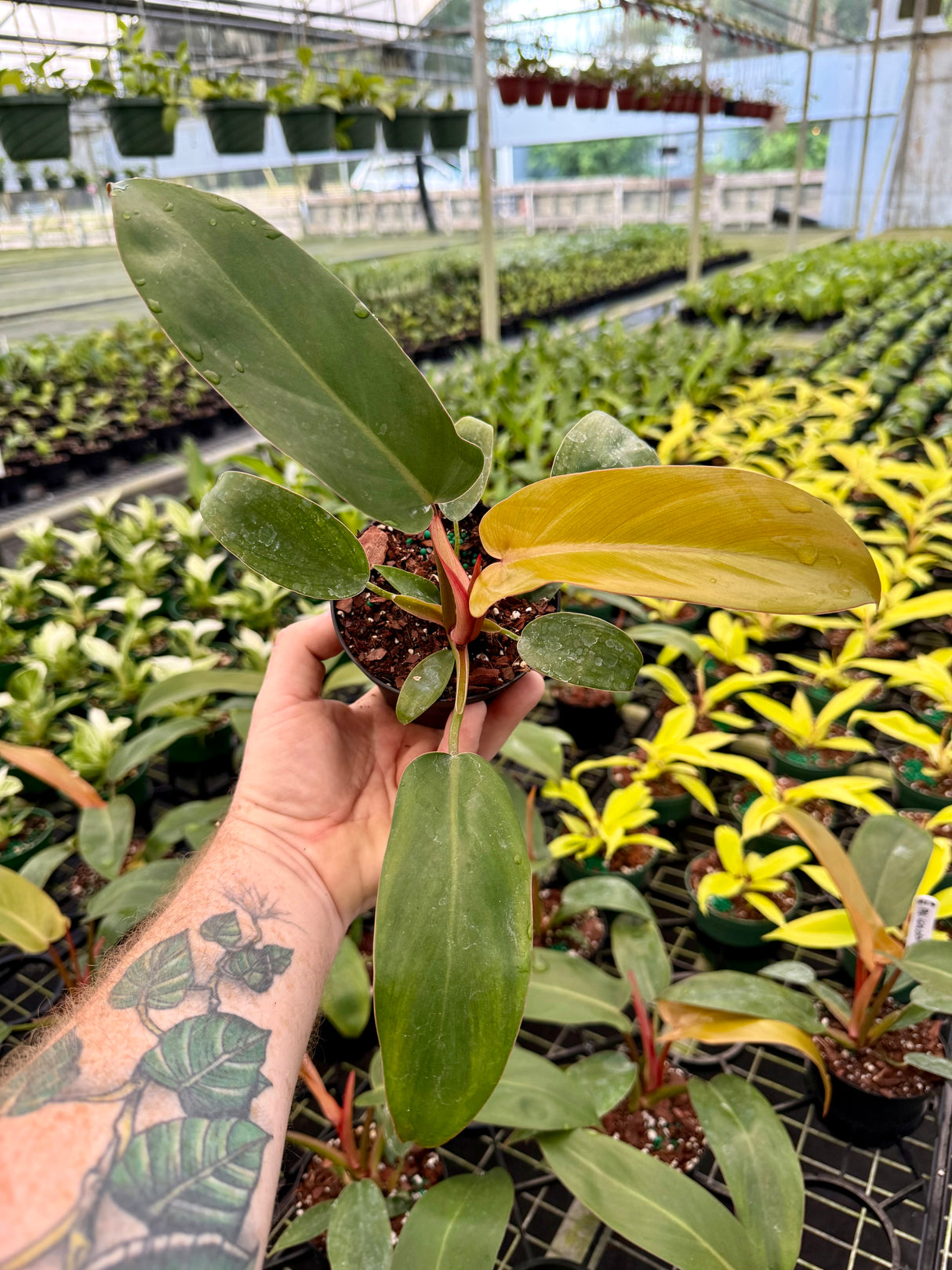 4” Philodendron 'Florida Bronze'