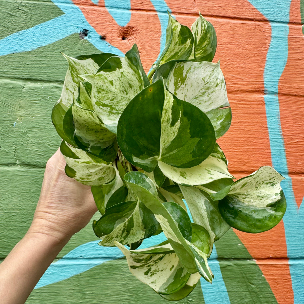 alexander pothos 4" Pothos ‘Manjula’