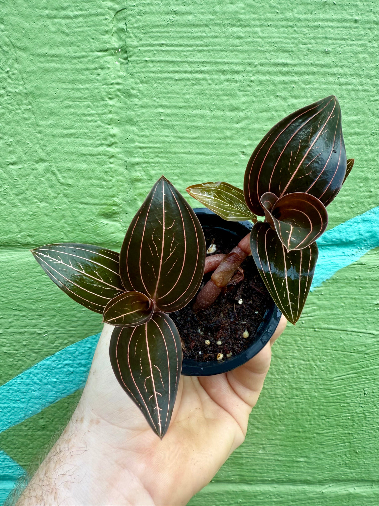 3" Ludisia discolor 'Black Jewel Orchid' - Canopy Plant Co.